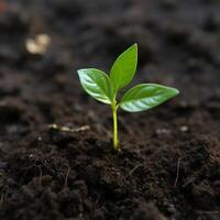 AI generated Green growth Top view of young avocado plant emerging from soil For Social Media Post Size photo