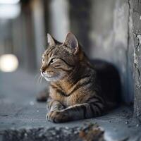 ai generado solitario gato en un tranquilo cemento piso, aislado aún sereno para social medios de comunicación enviar Talla foto