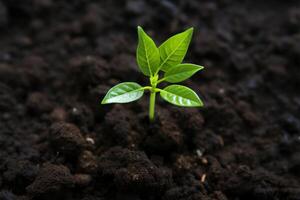 ai generado verde crecimiento parte superior ver de joven aguacate planta emergente desde suelo foto