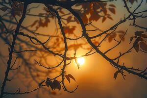 ai generado iluminado por el sol árbol ramas silueta, un sereno otoño atmósfera capturado foto