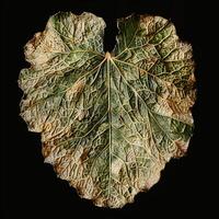 AI generated view Top view of Bon leaf or Elephant ear, natures intricate patterns For Social Media Post Size photo