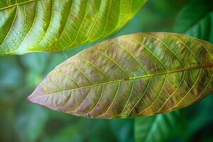 ai generado joven marrón mango hojas crear un hermosa naturaleza antecedentes foto