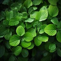 AI generated Abundant greenery Multiple shots of a lush green leaves background For Social Media Post Size photo