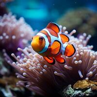 ai generado coral sinfonía vibrante payaso pescado nadar en medio de vistoso coral arrecife para social medios de comunicación enviar Talla foto