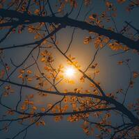 ai generado árbol ramas silueta debajo el otoño sol, un pacífico escena para social medios de comunicación enviar Talla foto