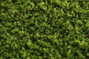 AI generated Green abstraction Top view of grass texture for versatile backgrounds photo