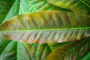 AI generated Natures beauty Young mango leaves in brown, picturesque background photo