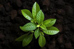 ai generado naturalezas renovación joven aguacate planta crece, visto desde encima foto