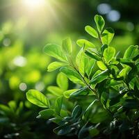 AI generated Natural radiance Green leaves with bokeh and sunlight background For Social Media Post Size photo