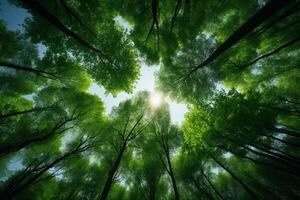 AI generated Natures sanctuary Forest trees viewed from below into the sky photo