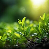 AI generated Natures serenity Fresh green leaves with bokeh on blurred background For Social Media Post Size photo