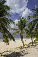 Amazing tropical beach with big palm trees in Black Island photo