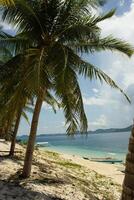 increíble tropical playa con grande palma arboles en negro isla foto