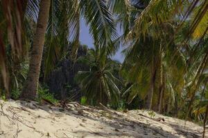 increíble tropical playa con grande palma arboles en negro isla foto
