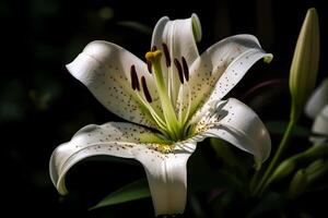 ai generado lirio - lilium - flor encontró todas terminado el mundo - ven en un variedad de colores y formas ellos son a menudo usado para decorativo propósitos y como un símbolo de pureza foto