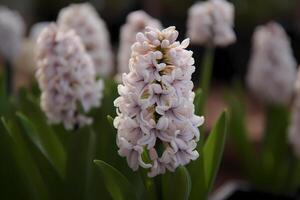 AI generated Hyacinth - Hyacinthus - Flower native to the eastern Mediterranean region - Known for their fragrant, bell-shaped blooms in shades of pink, purple, and white. A symbol of sincerity photo