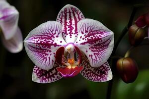 AI generated Peacock orchid - Acidanthera bicolor - Flower native to East Africa - Known for their fragrant, white blooms with purple centers. A symbol of beauty and refinement photo