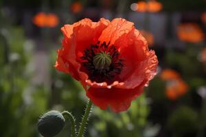 AI generated Poppy - Papaver - Flower found all over the world - Known for their bright colors and unique shape. They are often used for decorative purposes and as a symbol of remembrance photo