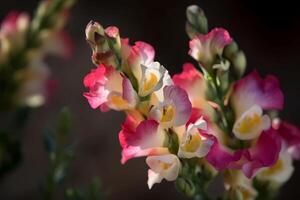 AI generated Snapdragon - Antirrhinum - Europe - Are known for their distinctive shape and bright colors. They are often used for decorative purposes and as a symbol of strength and grace photo