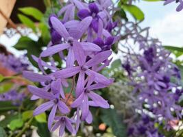 Climbing plant with purple flowers in the garden photo