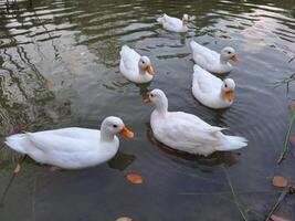 Flock of white ducks in park water photo