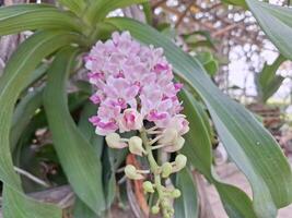 Picture of a small white-pink orchid flower. photo