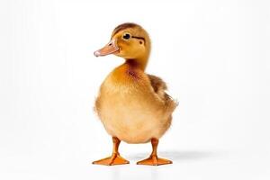 Duck  isolated a on white background.Generative Ai. photo