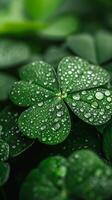 ai generado irlandesa cuatro hojas trébol con gotas de Rocío en hojas. S t. patrick's día fondo de pantalla. ai generado foto