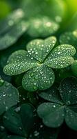 ai generado irlandesa cuatro hojas trébol con gotas de Rocío en hojas. S t. patrick's día fondo de pantalla. ai generado foto