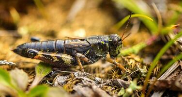 Small insect grasshopper on the yellow and green grass. photo