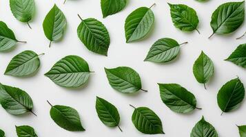 AI generated Top view green leaves pattern on white background. Wide-format banner. Earth Day. AI Generated photo