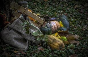 Pumpkins and other autumn fruits and herbs as a part of a diorama in a park photo