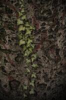 A closeup photo of a single ivy branch against a textured tree