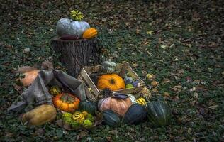 Pumpkins and other autumn fruits and herbs as a part of a diorama in a park photo