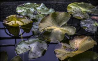 A bunch of water lilies in the water in the early autumn photo