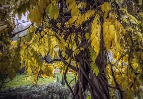 Closeup of branches of Chinese wisteria with yellow leaves in autumn photo