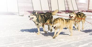 trineo perros equipo corriendo en el nieve en Kamchatka en suave luz de sol foto