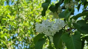 blanco lila flores en verde árbol ramas en el jardín entre el hojas en el sombra. primavera. video