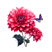 dália flor lindo clipart png