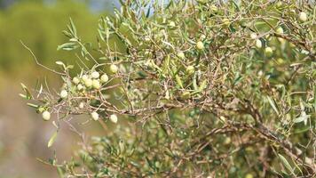 Green olives on tree branch photo
