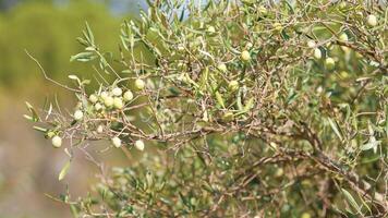 Green olives on tree branch photo