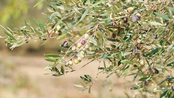 Tree branch loaded with olives photo