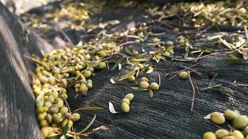 Harvesting of olives for the extra virgin oil photo