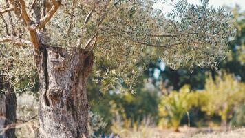 Centuries old olive tree trunk photo