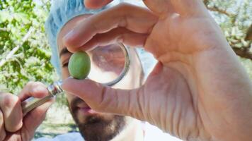 Agronomist analyzing an healthy olive with magnyfying lens photo