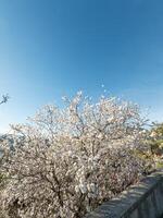 almond tree in bloom under a blue sky photo