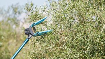 Pneumatic olive harvester photo