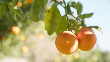 Orange Tree Branches With Fruits In Sicily photo