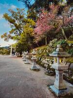 Moody Spring coming in Tokyo, Japan photo