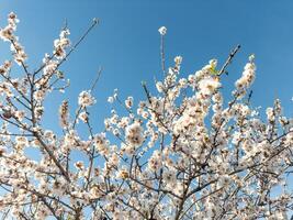 Almond Tree Kissed By Sunlight photo